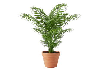 Fototapeta premium Lush green fern plant in a terracotta pot isolated on transparent background isolated on transparent background