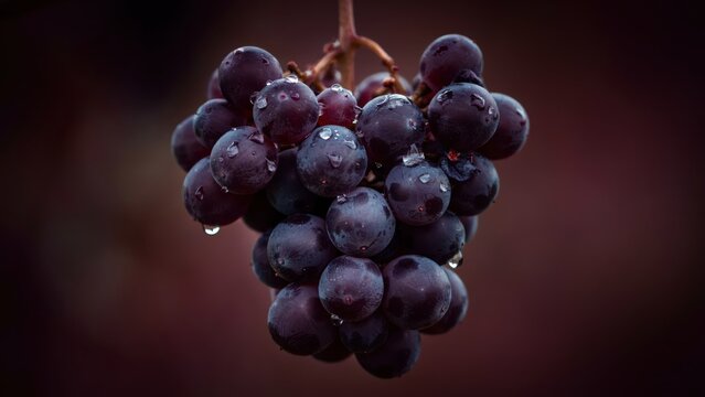 Bunch of fresh dark purple grapes with water droplets against dark background