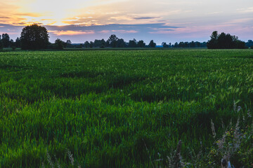 Pola uprawne © Katarzyna