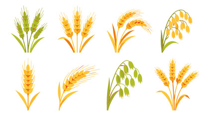 Obraz premium Set of wheat and rice ears in hand drawn vector style