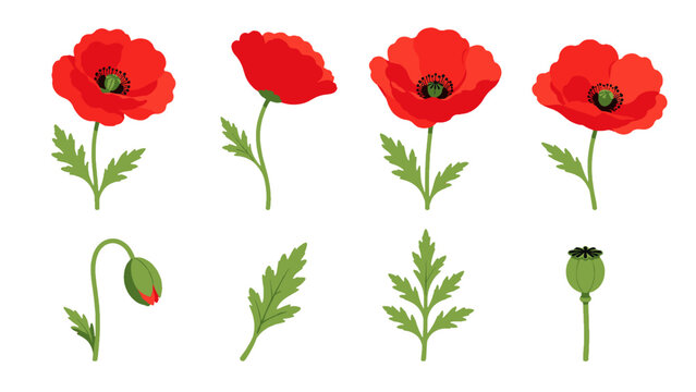 Set of red poppy flowers, bud, leaves and seed pod vector