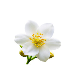 Fototapeta premium Jasmine (Jasminum)