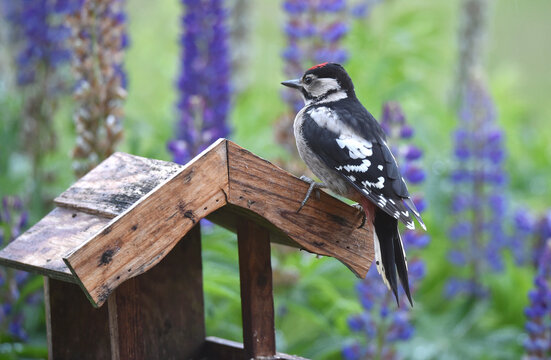 Buntspecht am Vogelhaus