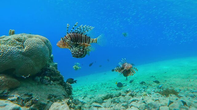 A group of Lionfish hunt a school of small fish sparkling in the sun near a coral reef with crystal clear blue water as a backdrop on a bright sunny day.