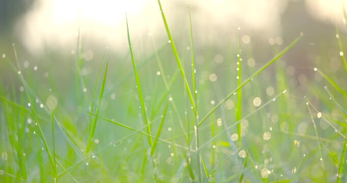 morning dew on grass