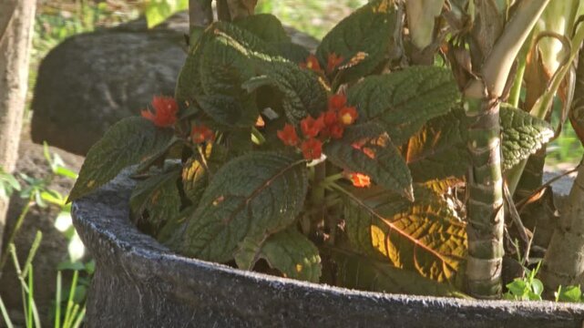 Close up shot of an Episcia cupreata plant with dark green textured leaves and small bright red flowers growing outdoors in bright indirect sunlight