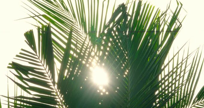 Cinematic scene video of coconut leaf tree sunbeam background
