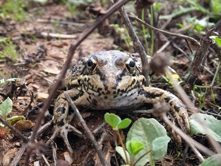Obraz premium Water Frog Looking Toward Camera in Natural Habitat