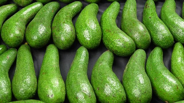Panning shot of raw organic long green avocados arranged in parallel lines.