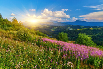 Obraz premium Purple Wildflowers Mountain Meadow Landscape