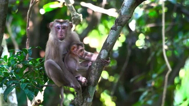 Close up shot of a rhesus macaque monkey mother holding her small baby protectively while sitting on a tree branch in the forest