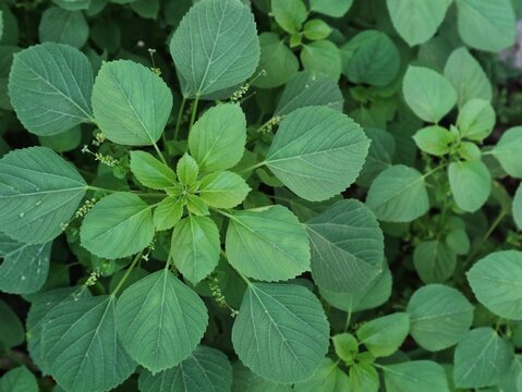 Green Acalypha indica plant (Indian Acalypha or Indian copperleaf) growing in the yard. A popular wild herb known in traditional medicine, ideal for nature, botany, and herbal remedies concepts