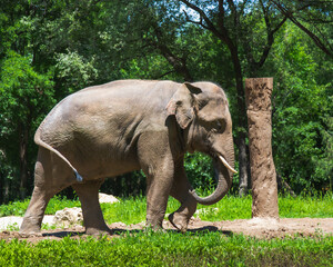 Naklejka premium An Asian elephant walking on grass in a zoo or nature park during daytime