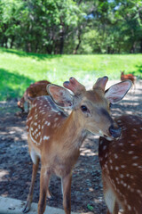 Fototapeta premium Close up of a sika deer with velvet antlers at Beijing Wildlife Park during daytime