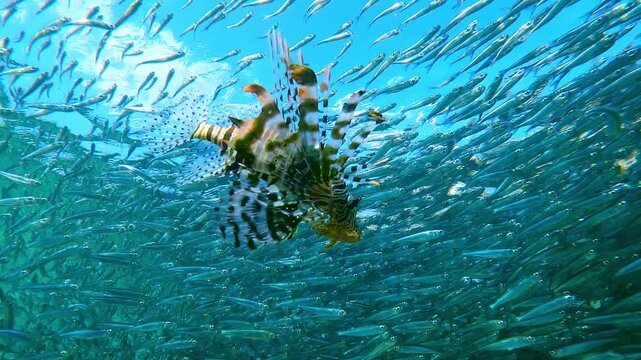 Colorful Lionfish creates stunning visual contrast while hunting deep within swirling bait ball. Rhythmic movement of Silversides Atherina school intensifies as predator closes in for kill