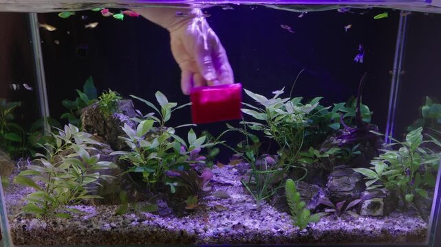 Close up video of routine aquarium care, showing a hand trimming and pruning green aquatic plants with long scissors to maintain an aquascape layout in a freshwater tank.