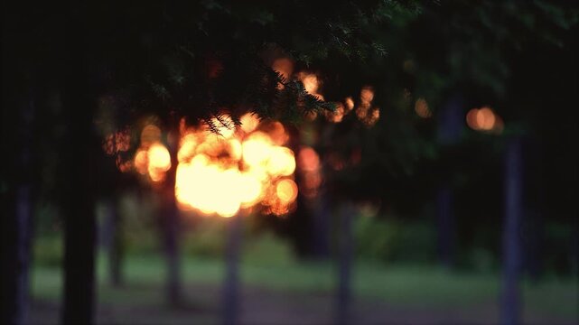 The red sun visible through the fir forest and a peaceful, beautiful sunset landscape, looping video
