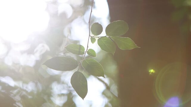 Trees swaying in a gentle breeze and bright sunlight shining through the forest, relaxing rest and beautiful nature loop video, bird sound ASMR
