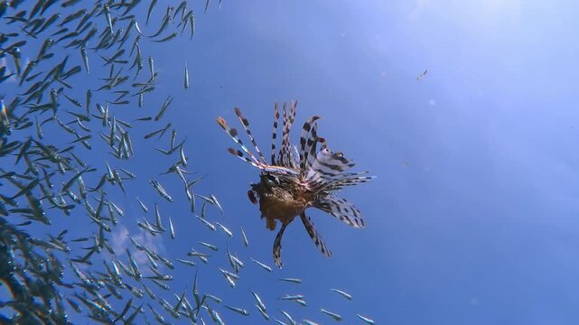 Bottom view of a Red Lionfish hovering upside down, searching for prey among silversides fish glistening in the sun and swimming alongside it against a blue sky.