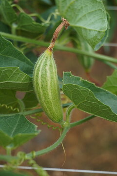 Close-up of a young pointed gourd growing on a green vine