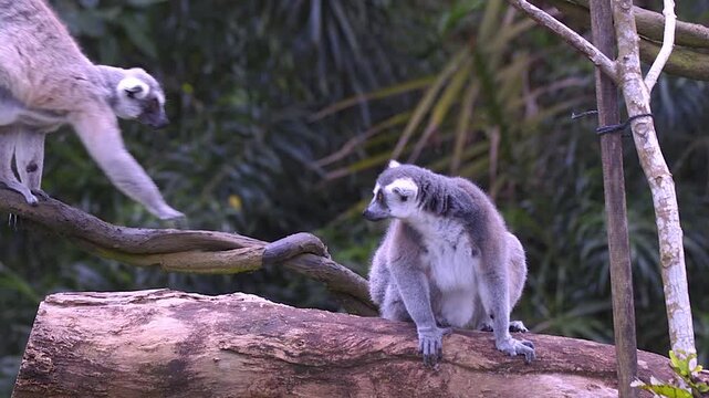Close up portrait of a curious wild ring-tailed lemur sitting calmly on a thick tree log in a lush tropical forest environment