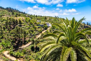 Fototapeta premium Vibrant green palm tree stands in the foreground of a terraced hillside village near Puntagorda, La Palma, Canary Islands, Spain