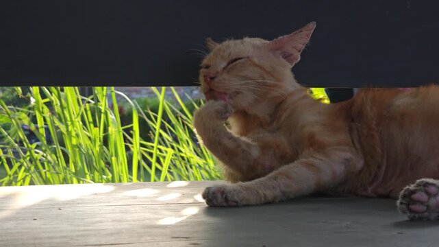 A cute orange tabby cat grooming itself by licking its paw while resting outdoors on a sunny day