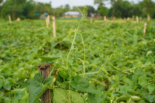 Lush green pointed gourd farm field with growing vegetable vines