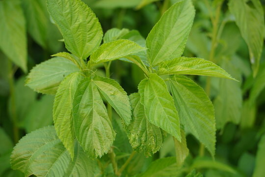 Top view of fresh corchorus capsularis or jute plant foliage