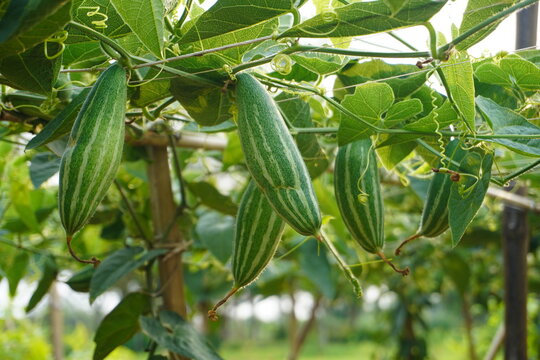 Pointed gourd (Potol) hanging from the vine in a rural vegetable farm