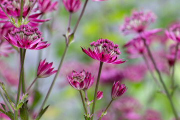 Fototapeta premium A close up of purplish-red flowers of Astrantia major (greater masterwort) of the 'Ruby Wedding' variety