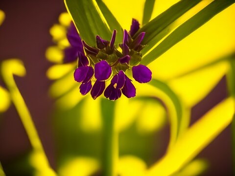Purple wildflower with green leaves on yellow background. Close-up of a small purple wildflower surrounded by elongated green leaves against a vibrant yellow background. Vivid colors.