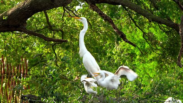 Majestic white egret standing proudly in its twig nest built on a tree branch caring for its small fluffy newborn chicks