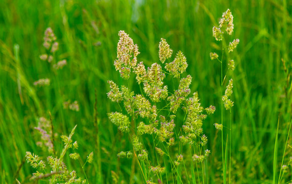 Abstract summer background with fresh green grass hedgehog cereals, Dactylis glomerata