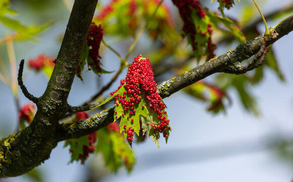 close-up view of a green maple leaf with upright red galls of the maple gall mite in sunlight
