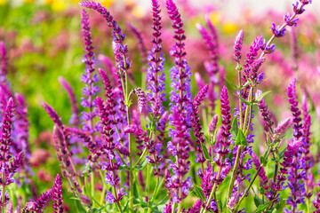 Salvia grows in a field in the wild © Sviatlana