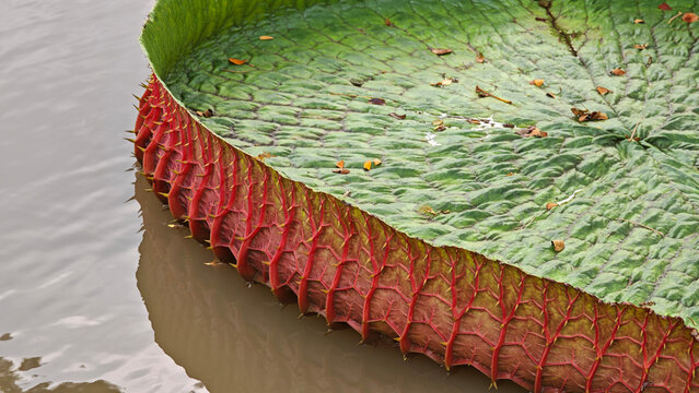 Victoria lotus leaf texture, Giant amazon water lily on pond surface.close up