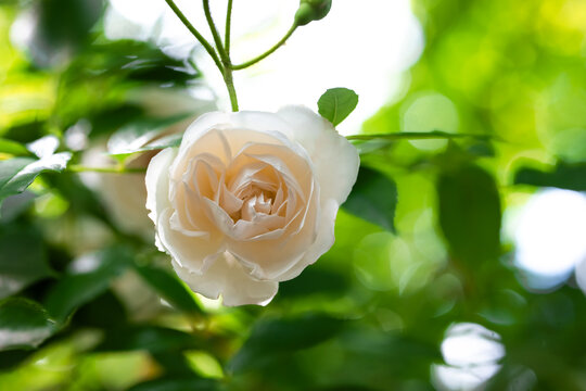 Wei&szlig;e Rosenbl&uuml;te