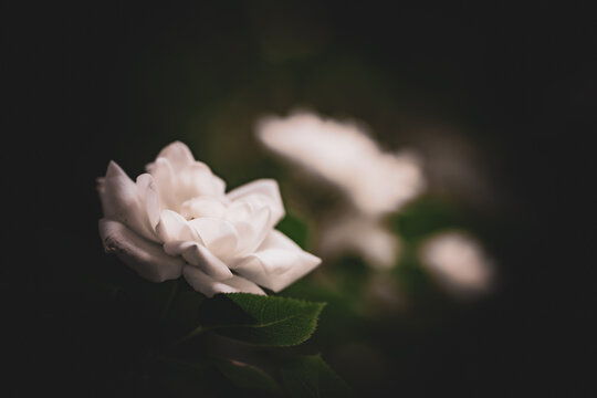 Wei&szlig;e Rosenbl&uuml;ten