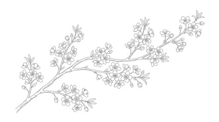 Fototapeta premium Artistic line drawing of a blooming sakura tree branch.