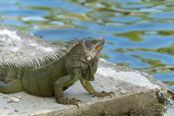 Fototapeta premium Green iguana beside tropical waterside