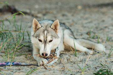A cute young siberian husky puppy lying on a sandy beach and chewing a wooden stick. © Olga