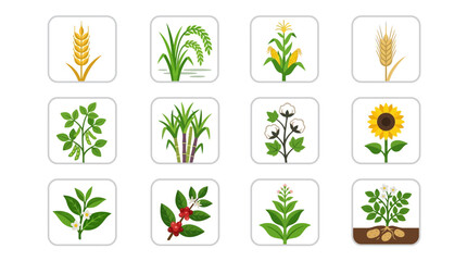 Obraz premium Premium flat minimal vector icon set of 12 farm crops: wheat, rice plant, corn, barley, soybean, sugarcane, cotton plant, sunflower crop, tea plant, coffee plant, tobacco plant, potato plant