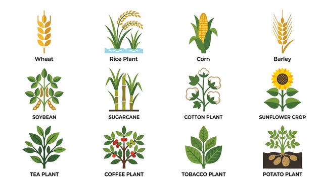Premium flat minimal vector icon set of 12 farm crops: wheat, rice plant, corn, barley, soybean, sugarcane, cotton plant, sunflower crop, tea plant, coffee plant, tobacco plant, potato plant