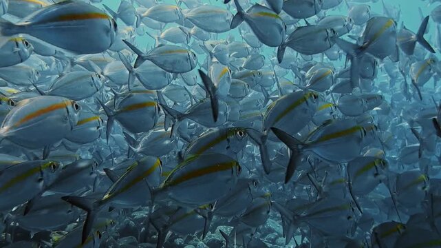 Dense school of yellowstripe scad swimming together in clear tropical seawater, showing coordinated movement and silver fish with yellow stripes.