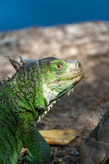 Fototapeta premium Green iguana portrait by blue waterside
