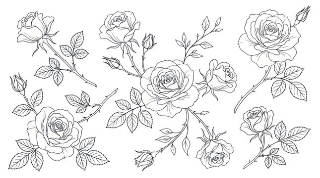 Detailed rose bush and flowers line art botanical illustration
