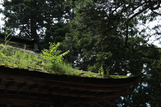 苔と雑草が生い茂る古い茅葺き屋根