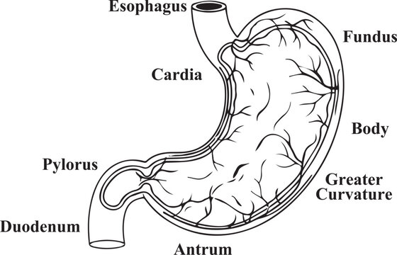 Labeled Human Stomach Anatomy Diagram Vector Illustration.  