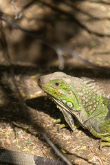 Fototapeta premium Green iguana resting in dappled sunlight